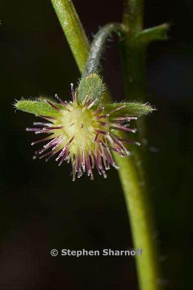 hackelia nervosa seed graphic